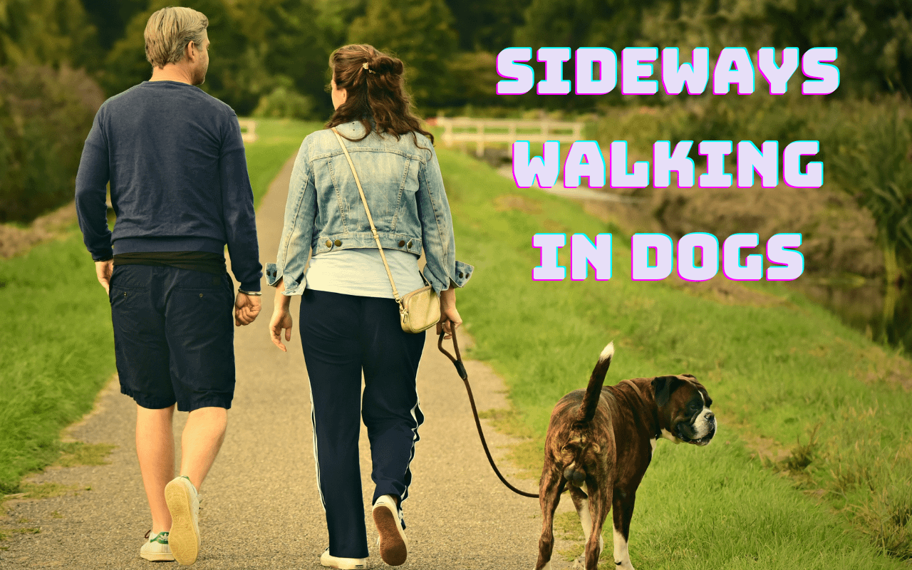 Is Your Dog Grooving or Grappling? Decoding Sideways Walking in Dogs